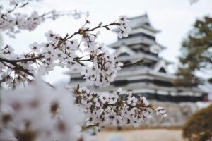 Sakura blossoms frame a historical Japanese castle in springtime.